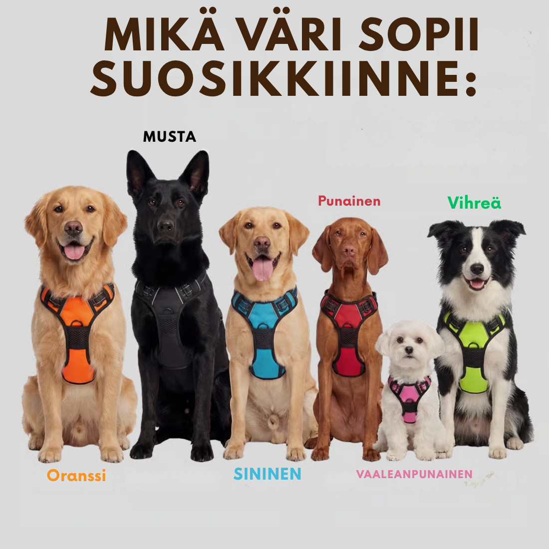 Danevo Ei-Veto-Valjaat